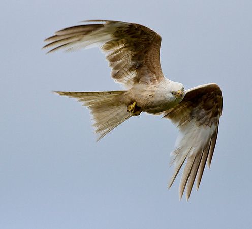 White Kite
