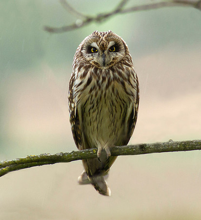 Short eared owl