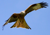 Red Kite