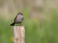 Dunnock