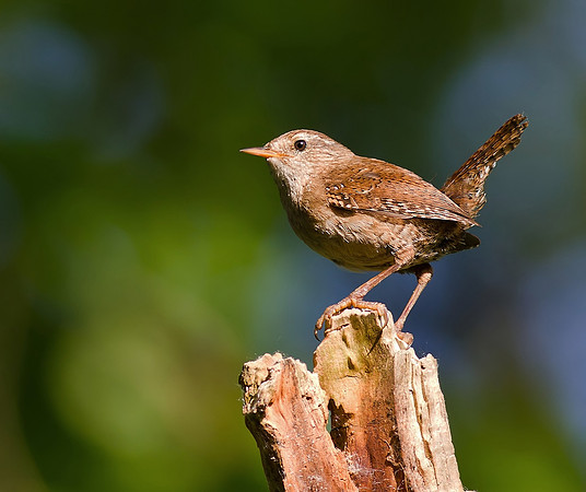 Wren