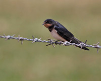 Swallow juvenile