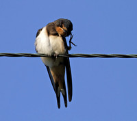 Swallow juvenile