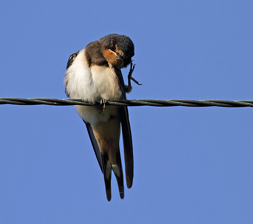 Swallow juvenile