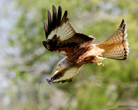 Red Kite