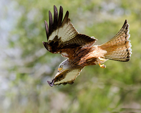 Red Kite