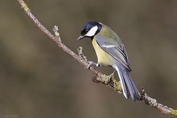 Great tit