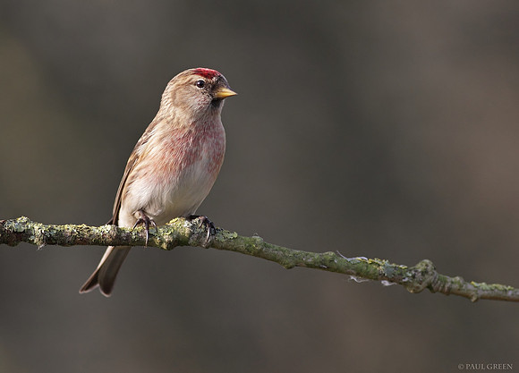 Redpoll