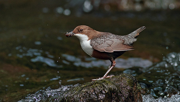 Dipper