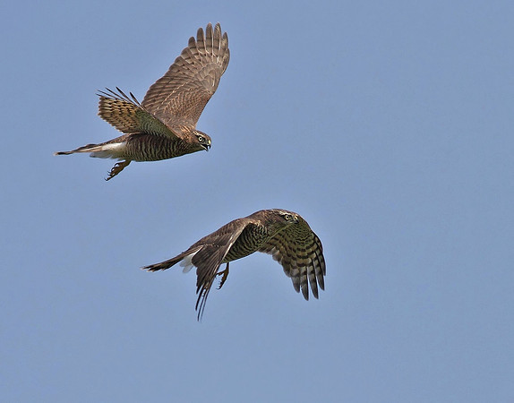 Sparrowhawk
