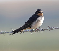 Swallow juvenile