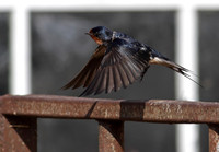 Swallow