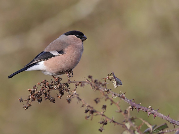Bullfinch female