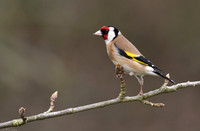 Goldfinch