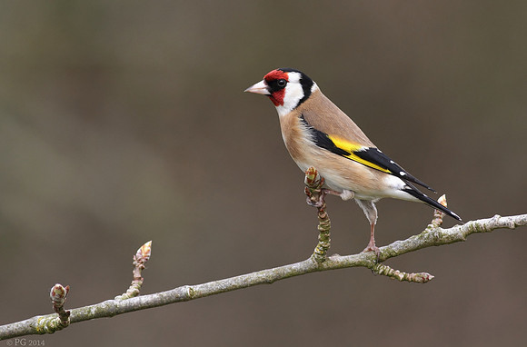Goldfinch
