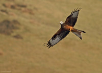 Red Kite