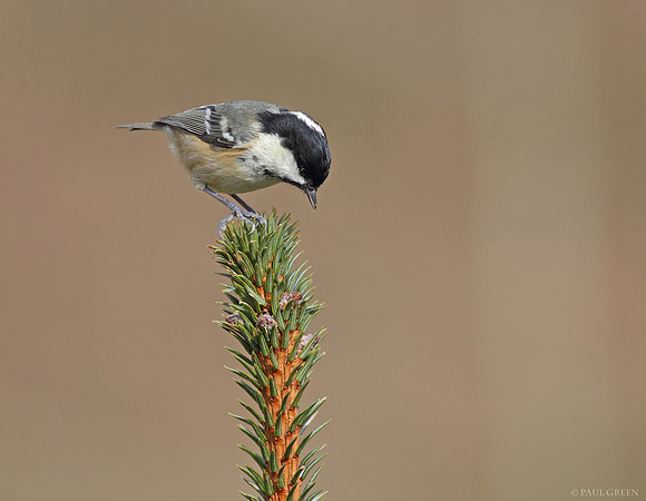 Coal tit