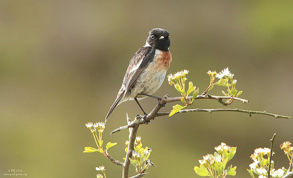 Stonechat male