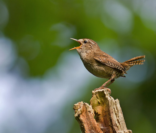 Wren