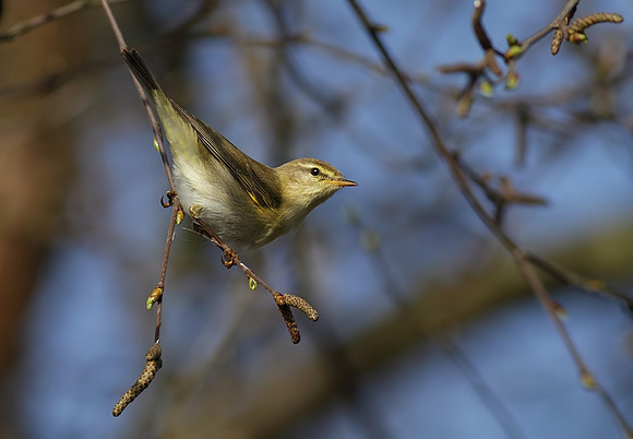 Chiffchaff