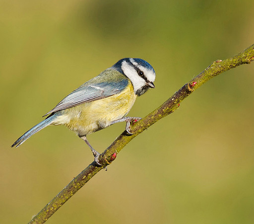 Great tit