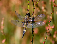 Four Spotted Chaser