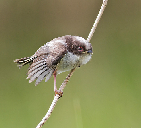 Long Tailed Tit Juvenile