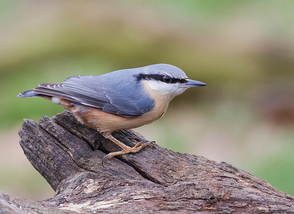 Nuthatch