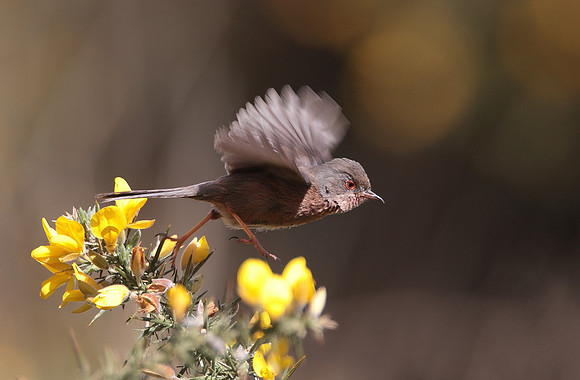 Dartford warbler web