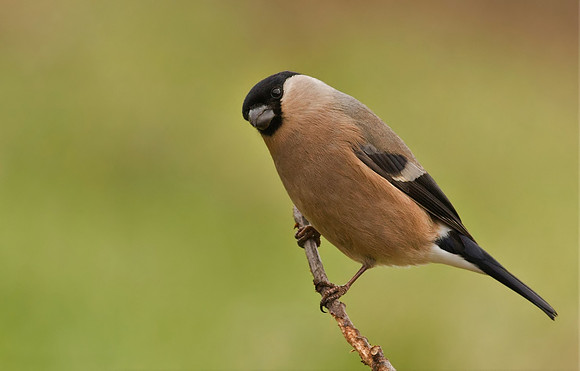 Bullfinch female