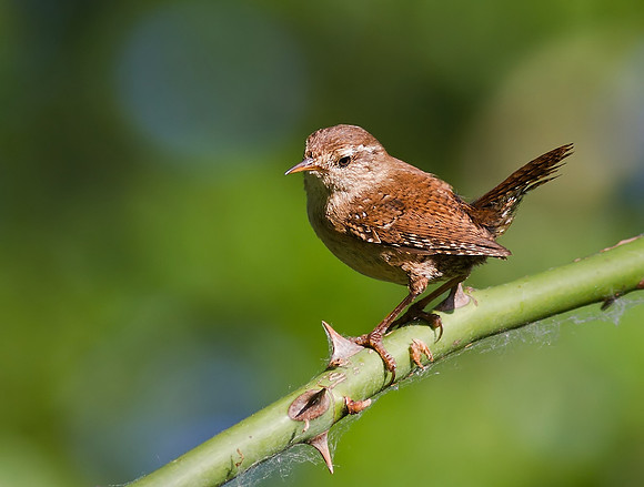 Wren