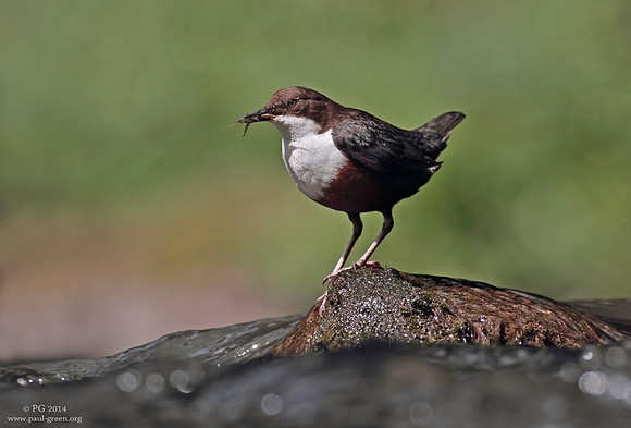 Dipper. Cinclus cinclus