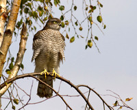 Sparrowhawk