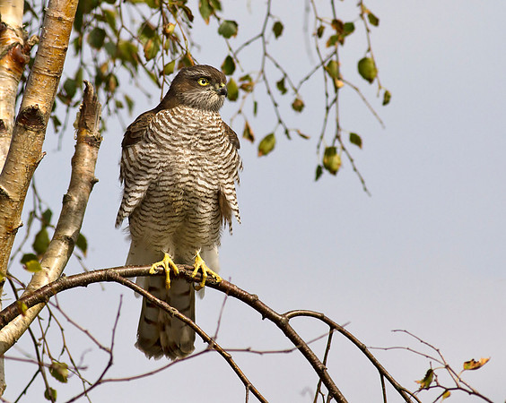 Sparrowhawk