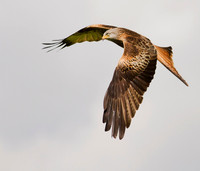 Red Kite