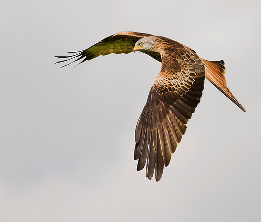 Red Kite