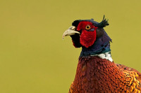 Pheasant