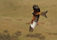 Red Kite