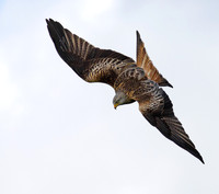 Red Kite