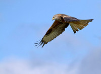 Red kite