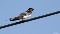 Swallow