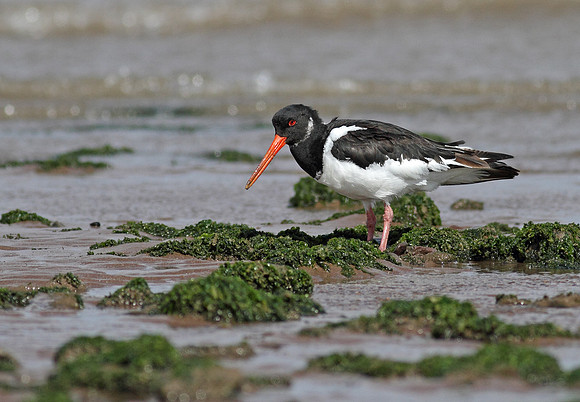 Oystercatcher