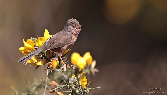 Dartford warbler