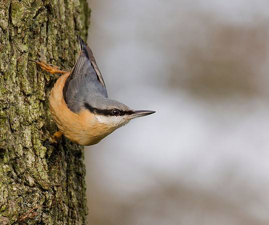 Nuthatch