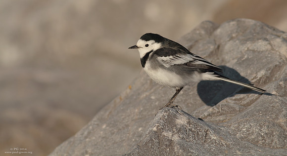 Pied wagtail