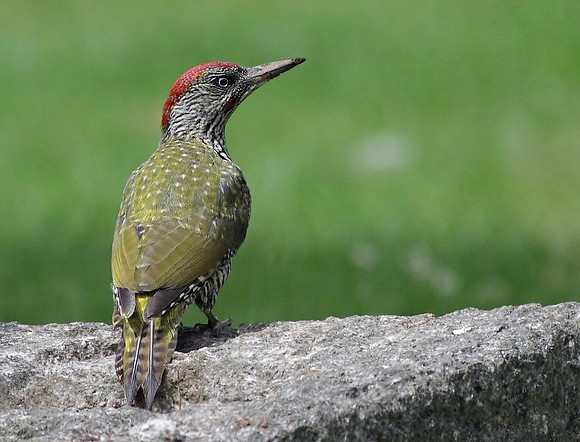 Green Woodpecker