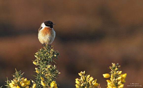 Stonechat male