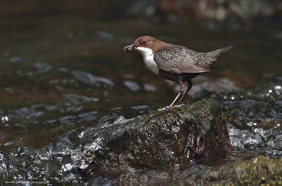 Dipper