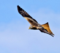 Red kite