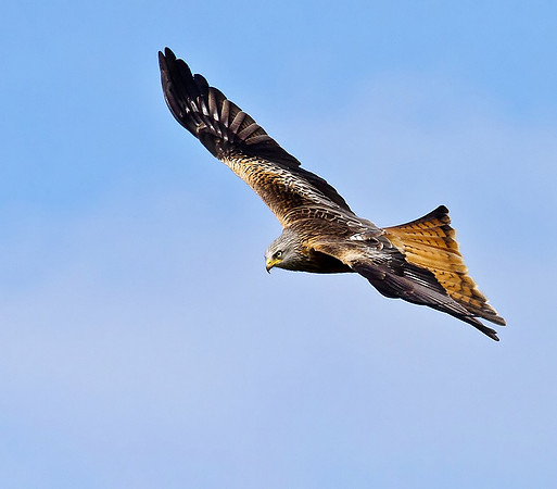 Red kite